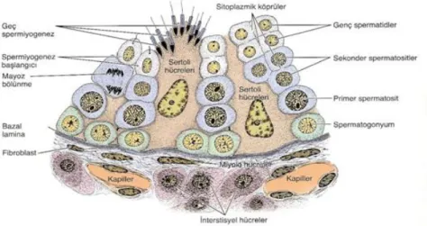 Şekil 1.6. Seminifer tübül ve çevresindeki dokunun bir bölümü. Seminifer epitel iki  tip hücreden oluşmuştur: Spermatogenez serisine ait hücreler ve destek ya da Sertoli 