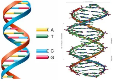 ġekil 2.3. Watson – Crick modeli DNA çift sarmal yapısı 