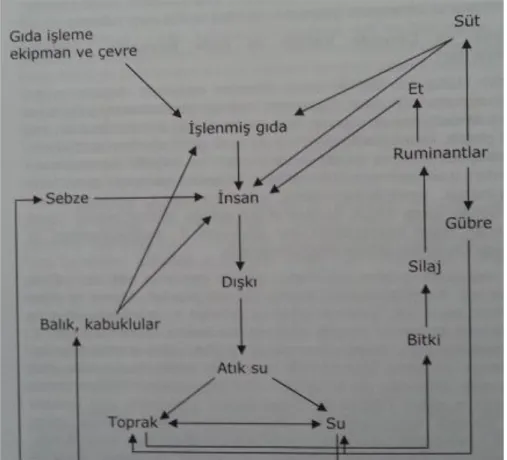 Şekil 2.5. L. monocytogenes’in potansiyel bulaşma kaynakları (Erol 2007) 