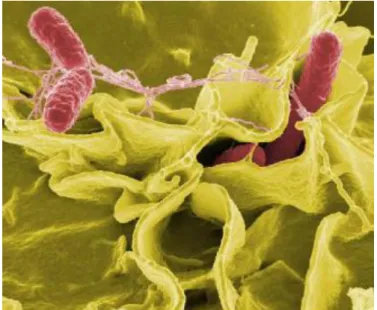 Şekil 2.6. Salmonella (Anonim 2015b) 