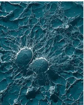 Şekil 2.8. Staphylococcus aureus (Anonim 2015d) 