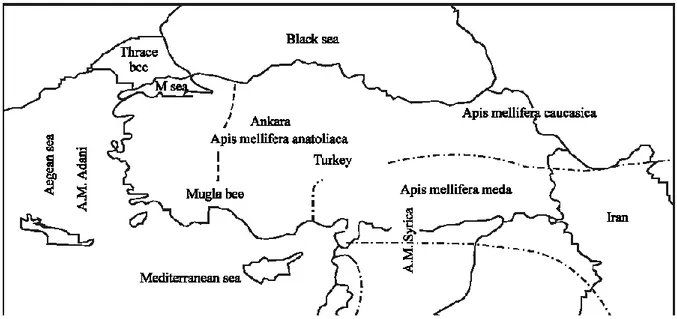 Şekil 2.2 Türkiye Bal Arısı Alttürlerinin ve Ekotiplerinin Dağılımları (Akyol ve ark. 2006) 