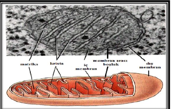 Şekil 2.4 Mitokondrinin yapısı 