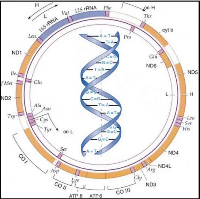 Şekil 2.5 Mitokondriyal DNA’ın yapısı 