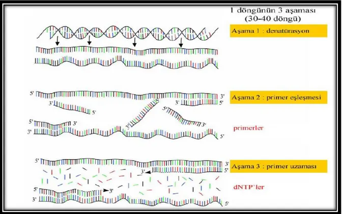 Şekil 2.7 Polimeraz zincir reaksiyonu (PCR) döngüsü 