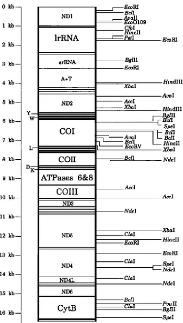Şekil  2.10  Apis  mellifera  L.  mtDNA  genomunun  restriksiyon  haritası  (Cournet  ve  Garney 