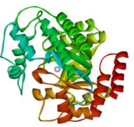 Şekil 2.1. Adenozin Deaminaz Enzimi. Adenozin deaminazın kristal yapısı. Ortadaki  gri küre çinko iyonu