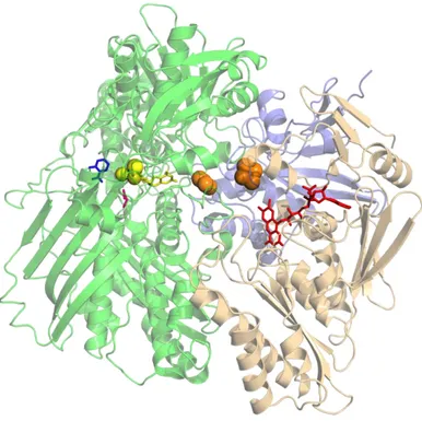 Şekil 2.2. Ksantin Oksidaz.  XO enziminin kristallografik yapısı. FAD kırmızı renkli  bileşik, FeS-merkezleri portakal, molibden içeren kofaktör molibdoprotein sarı renkli  ve salisilat mavi ile gösterilmiştir