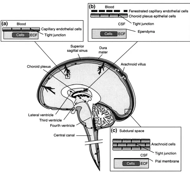 Şekil 2. Beyindeki bariyer yapıları (Abbott ve diğ. 2010). 
