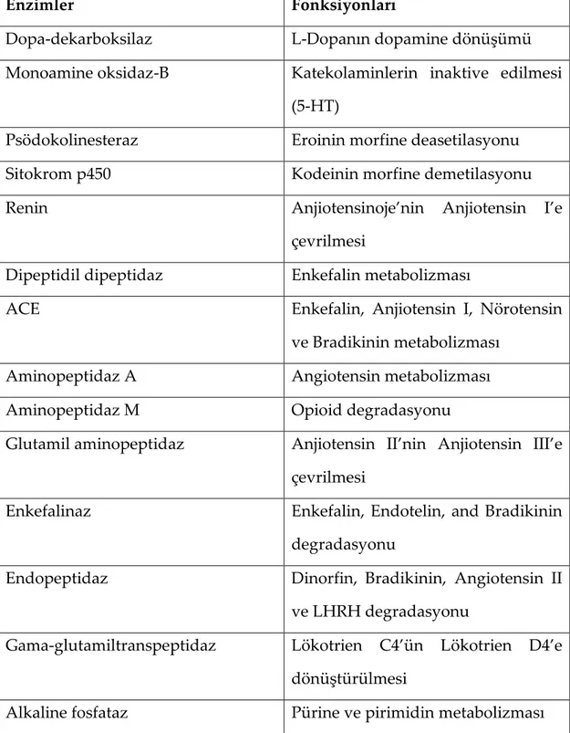 Tablo 1. KBB’de görev alan enzimlerin listesi (Gültürk ve ark. 2007). 