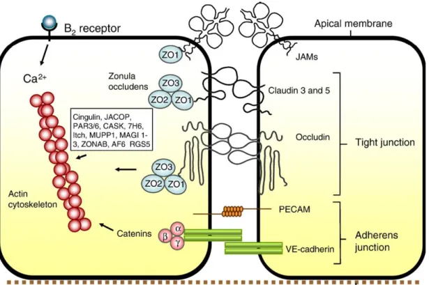 Şekil 4. Kan Beyin Bariyerinde endotel hücreleri arasındaki bağlantı   Kompleksi (Abbott ve diğ