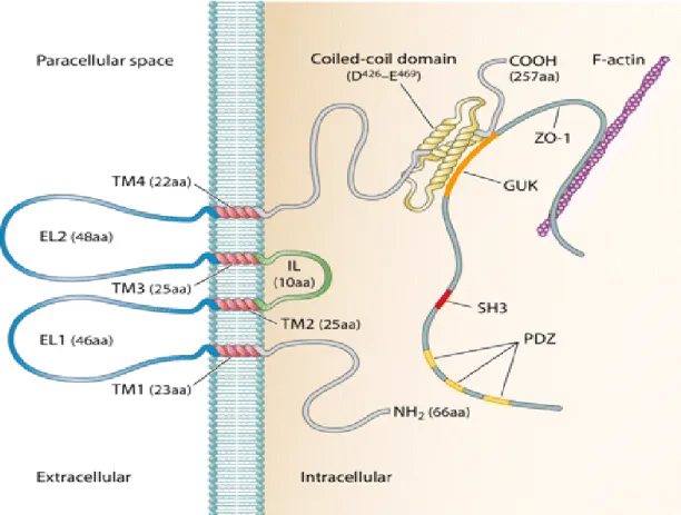 Şekil  5.  Okludin  anatomik  yapısı.  EL1-2:  Ekstrasellüler  loop1-2,  TM1- TM1-4:Transmembran  domain1-4,  ZO1:  Zonula  okludens1,  GUK:  Guanilat  Kinaz  domein, IL: İnrtasellüler loop (Cummins 2012)