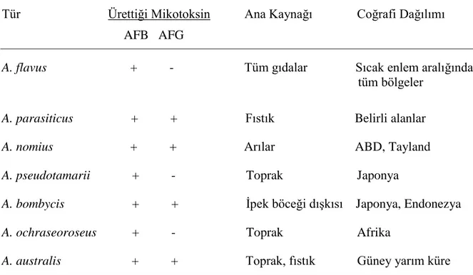 Çizelge 2.3. Aflatoksin üretme yeteneğine sahip Aspergillus türleri (Anonim 2002)   