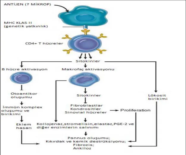 Şekil 1.3. RA immünopatogenezi (Kumar 2010). 