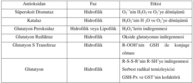 Tablo 2. 3. BaĢlıca intraselüler antioksidanlar ve etkileri (Sorg 2004):