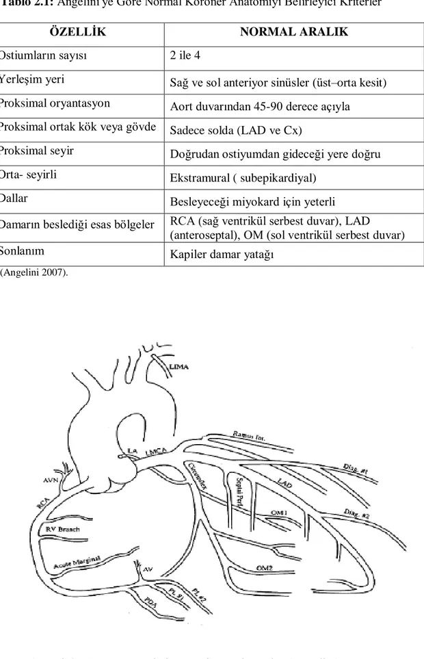 Şekil 2.1: Koroner Arterlerin Anterior Pozisyondan Şematik Görünümü 