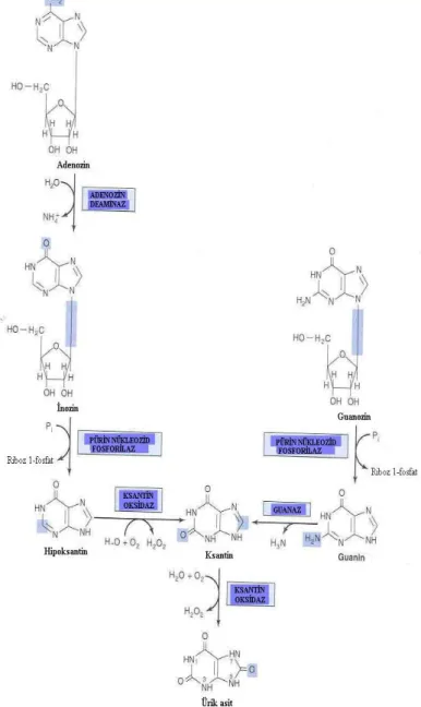 ġekil 2.2.1. Pürin katabolizması reaksiyonları (Kurt 1999)  