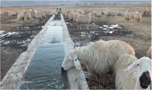 ġekil 4.7. Su tüketen koyun sürüsü (Anonim 2014) 