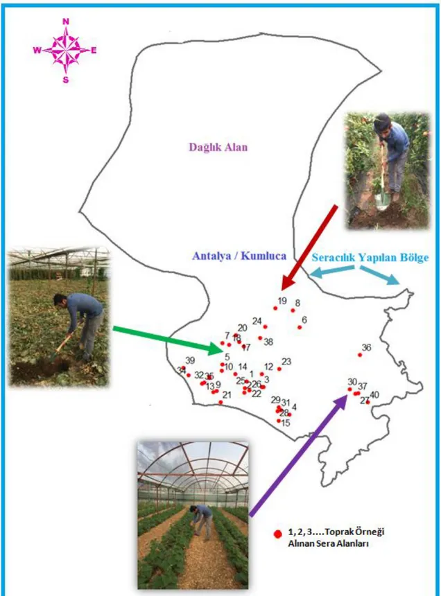 Şekil 3.3 Toprak örneklerinin alındığı noktaların dağılımları 