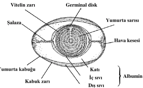 Şekil 2.1. Yumurtanın Kısımları (Roberts 2004) Vitelin zarı  Germinal disk 