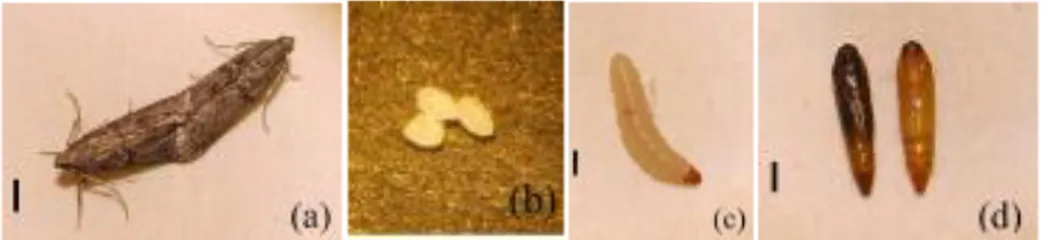 Şekil  3.1.  E.  kuehniella ergini  (a),  E.  kuehniella  yumurtası  (b),  E.  kuehniella  larvası  (c),  E