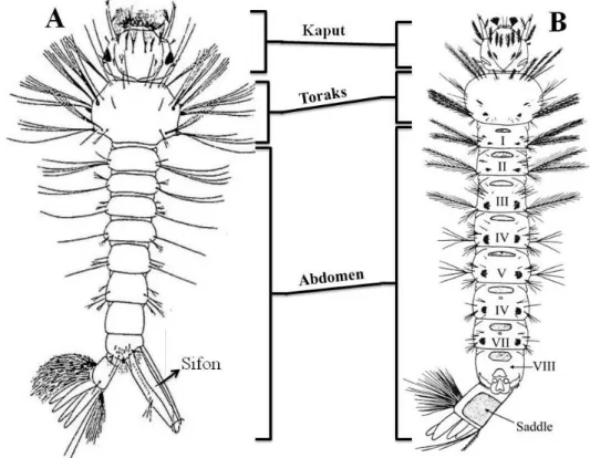 Şekil  2.3.  Culicinae  (A)  ve  Anophelinae  (B)  alt  ailelerine  ait  4.  dönem  larva  şekilleri  (Gutsevich ve ark