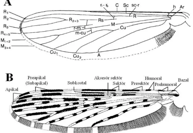 Şekil 2.6. Anophelinae alt ailesindeki sivrisineklerde temel kanat yapısı [A] ve gruptaki bazı  türlerde temel kanat şekilleri [B]
