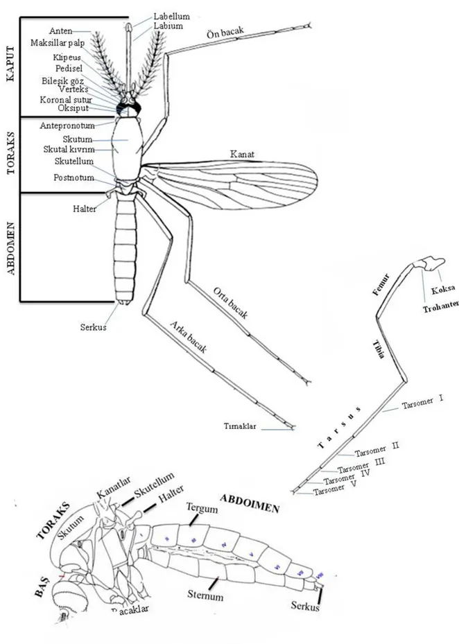ġekil 2.6. DiĢi sivrisineğe ait dorsal, lateral ve bacak bölümleri (Becker ve ark. 2010)