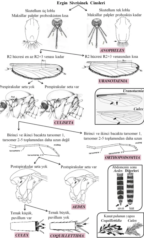 ġekil  2.9.  Türkiye’de  bulunan  sivrisinek  cinslerinin  temel  ayrım  kriterleri  (Nielsen  ve  Rees 