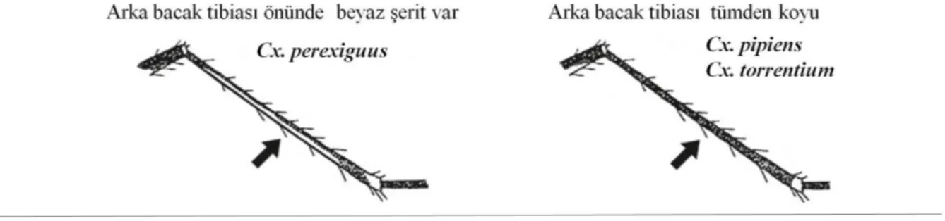 ġekil 2.11. Bazı Culex türlerinin temel ayrım kriterleri (Becker ve ark. 2010) 