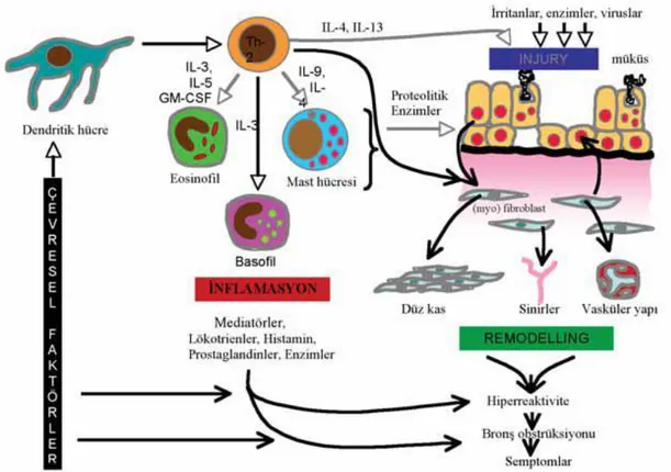Şekil  2.4’de  de  şematize  edildiği  üzere  hava  yolu  inflamasyonunda  rol  alan  hücreler çeşitli yanıtlara sebebiyet vermektedir