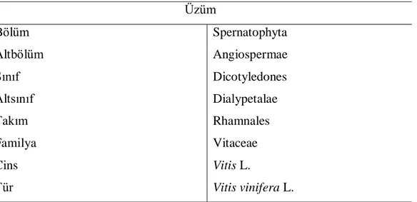 Çizelge 2.1.Üzümün taksonomisi (Tanker 2007)  Üzüm  Bölüm  Spernatophyta  Altbölüm  Angiospermae  Sınıf  Dicotyledones  Altsınıf  Dialypetalae  Takım  Rhamnales  Familya  Vitaceae  Cins  Vitis L