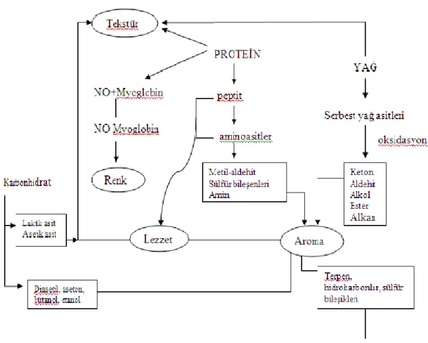 ġekil  2.6  Sucuk  fermentasyonu  sırasında  lezzet  bileşenlerinin  oluşum  mekanizmaları  (Hammes ve ark