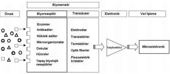 Şekil 2. 1. Biyosensörlerin genel çalışma mekanizması 