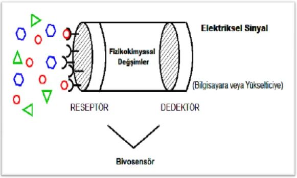 Şekil 2.1. Biyosensör elemanları 