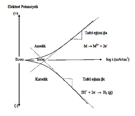 Şekil 3.3. Anodik ve katodik polarizasyon eğrilerini gösteren Tafel ekstrapolasyon grafiği