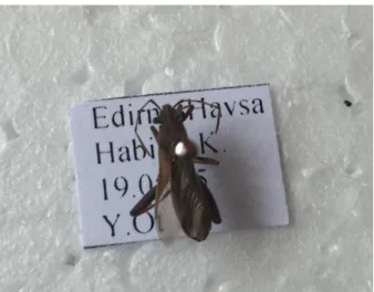 ġekil 4.1. Camptopus lateralis ergini 