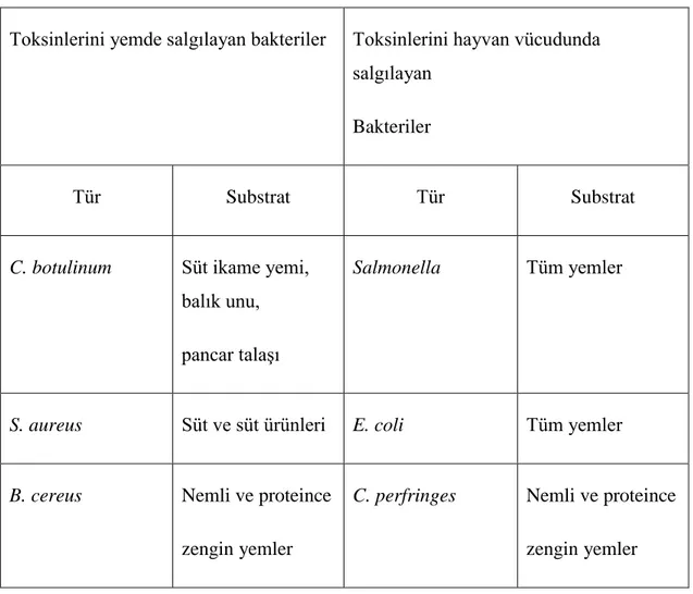 Çizelge 2.8 Toksinlerini yemde ve hayvan vücudunda salgılayan bakteriler (Ergül 1994)  Toksinlerini yemde salgılayan bakteriler  Toksinlerini hayvan vücudunda 