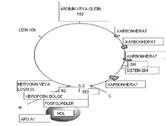 Şekil 2.1. Paraoksonazın Yapısı (Öztürk 2008). 