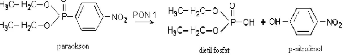 Şekil 2. 2.  Paraoksonaz Reaksiyonu 