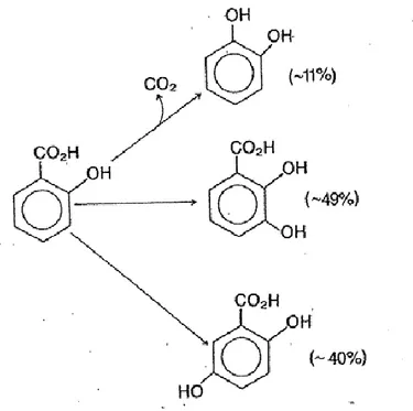 Şekil 1.3.2.2  Fenil alaninin hidroksillenme ürünleri 