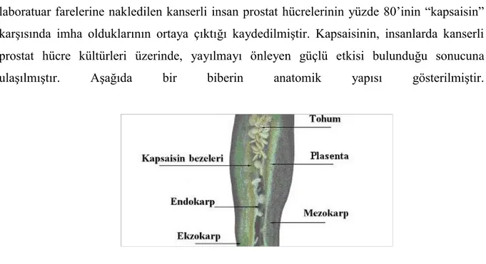 ġekil 1.2: Biber Meyvesinin Anatomisi (Kadakal ve Ark.  2001). 