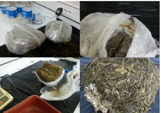 Şekil 3.2. 120. gün sonunda paket silajların açımı 