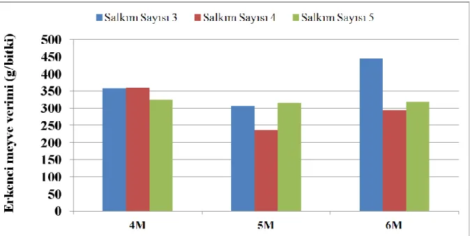 Şekil 4.9. Salkım sayısı x salkımda meyve sayısı interaksiyonunun bitki başına erkenci meyve 