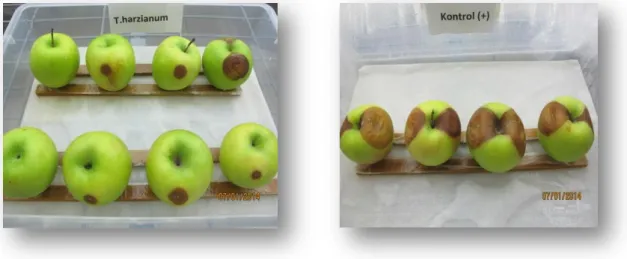 ġekil 4. 2. T. harzianum uygulanmış meyvelerin P. expansum kontrol meyvelerine göre  durumu 