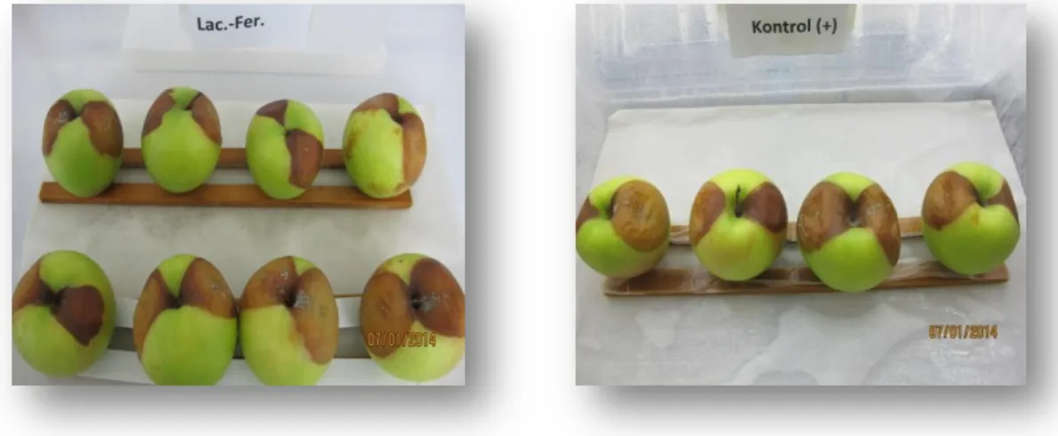 ġekil 4. 5. LaFÜ+be+mm (ISR 2000) uygulanmış meyvelerin P. expansum kontrol  meyvelerine göre durumu 