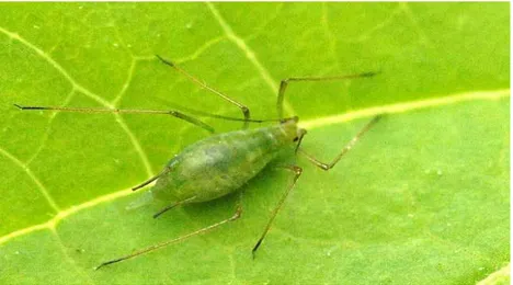 ġekil 4.1. Macrosiphum rosae kanatsız ergini  Yayılışı 