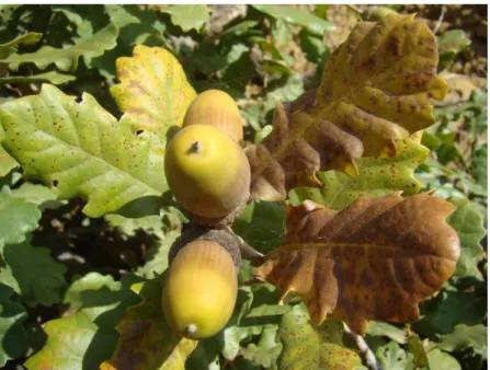 ġekil 5.2. Quercus petraea  (Mattuschka) Liebl. subsp. Petraea (Orij, 2010) 
