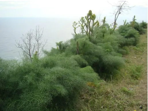 ġekil 5.3. Ferula communis subsp. communis (Orij, 2011) 