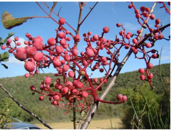 ġekil 5.6. Pistacia terebinthus L. (Orij, 2010) 
